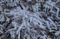 IMG_5084.JPG